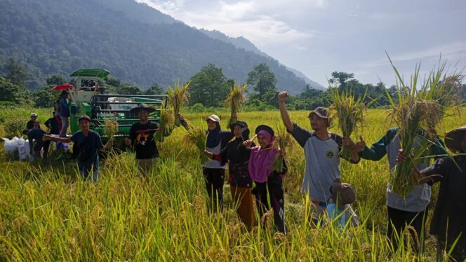 
 Petani Binaan PT Vale di Desa Ululere Panen Padi Organik Musim Ketiga