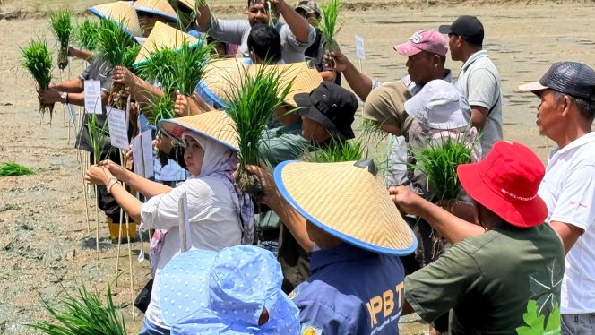 
 PT Vale mengembangkan teknologi budi daya padi produksi tinggi dan berkelanjutan di Kabupaten Kolaka.