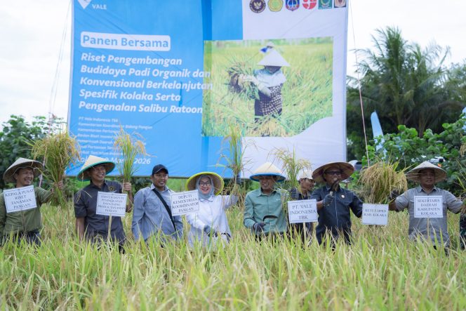 
 Sukses Kembangkan Padi Organik Di Baula, PT Vale Siap Dukung Program Ketahanan Pangan Nasional